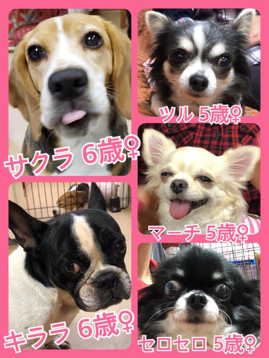 🐾今日の里親様募集中ワンコ🐶メンバーです🐾2019,11,9